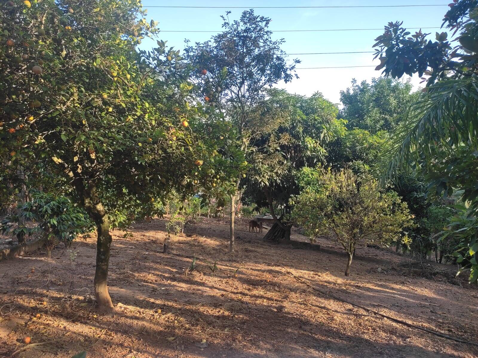 Fazenda à venda com 4 quartos, 250m² - Foto 3