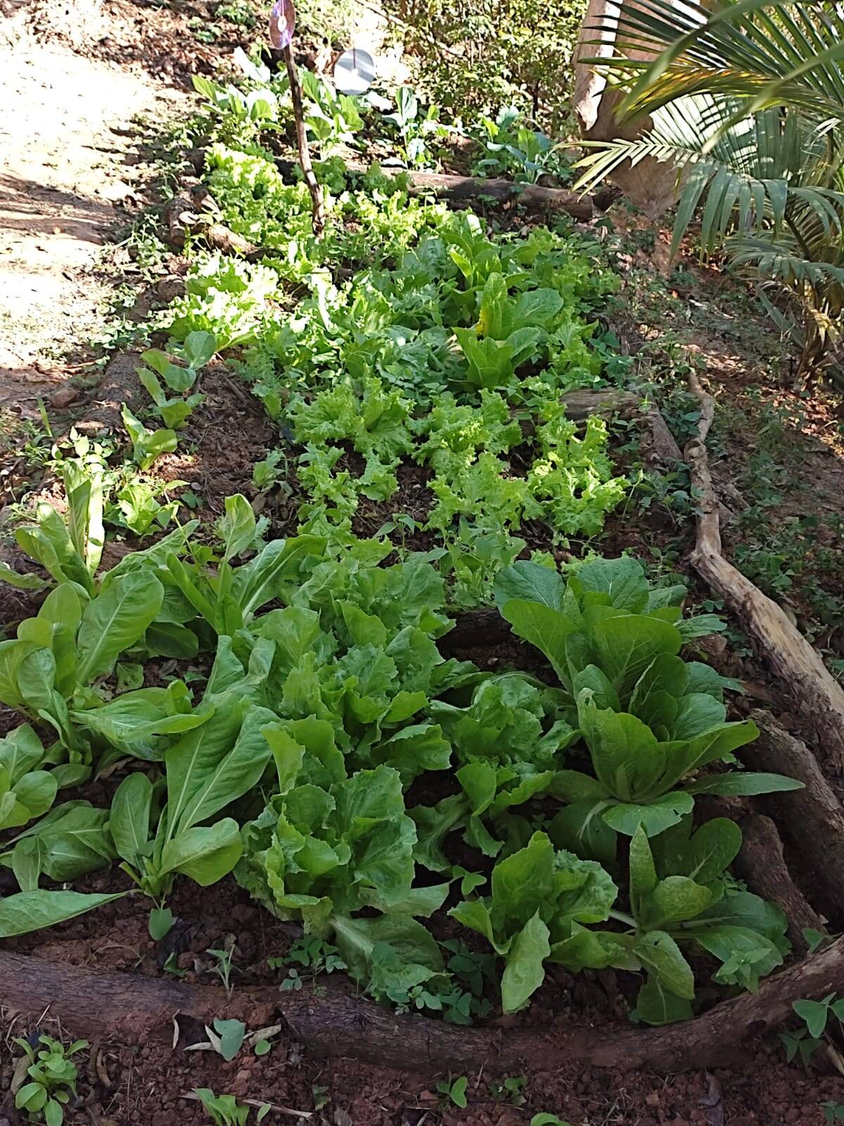 Fazenda à venda com 4 quartos, 250m² - Foto 5