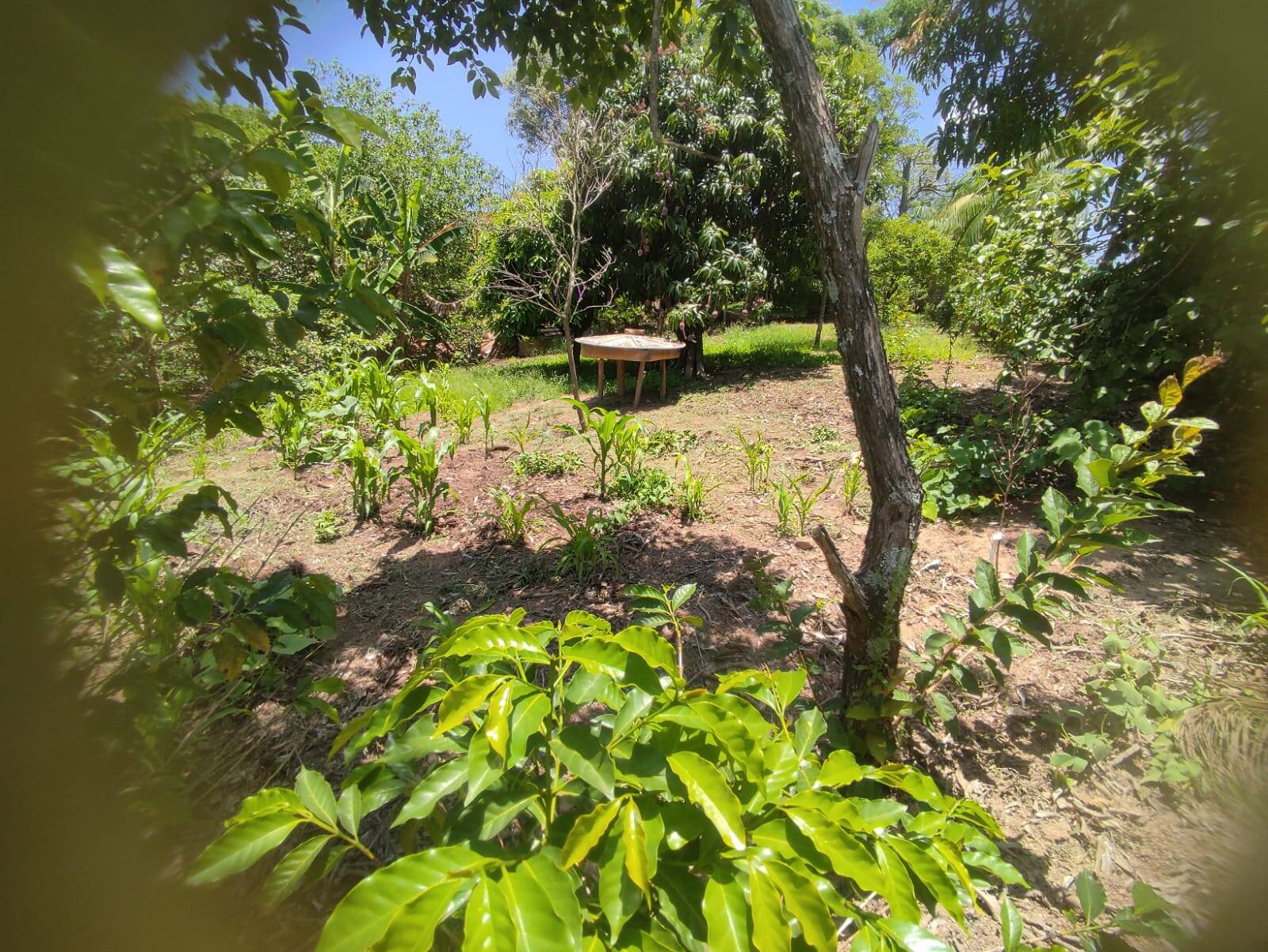 Fazenda à venda com 4 quartos, 250m² - Foto 9