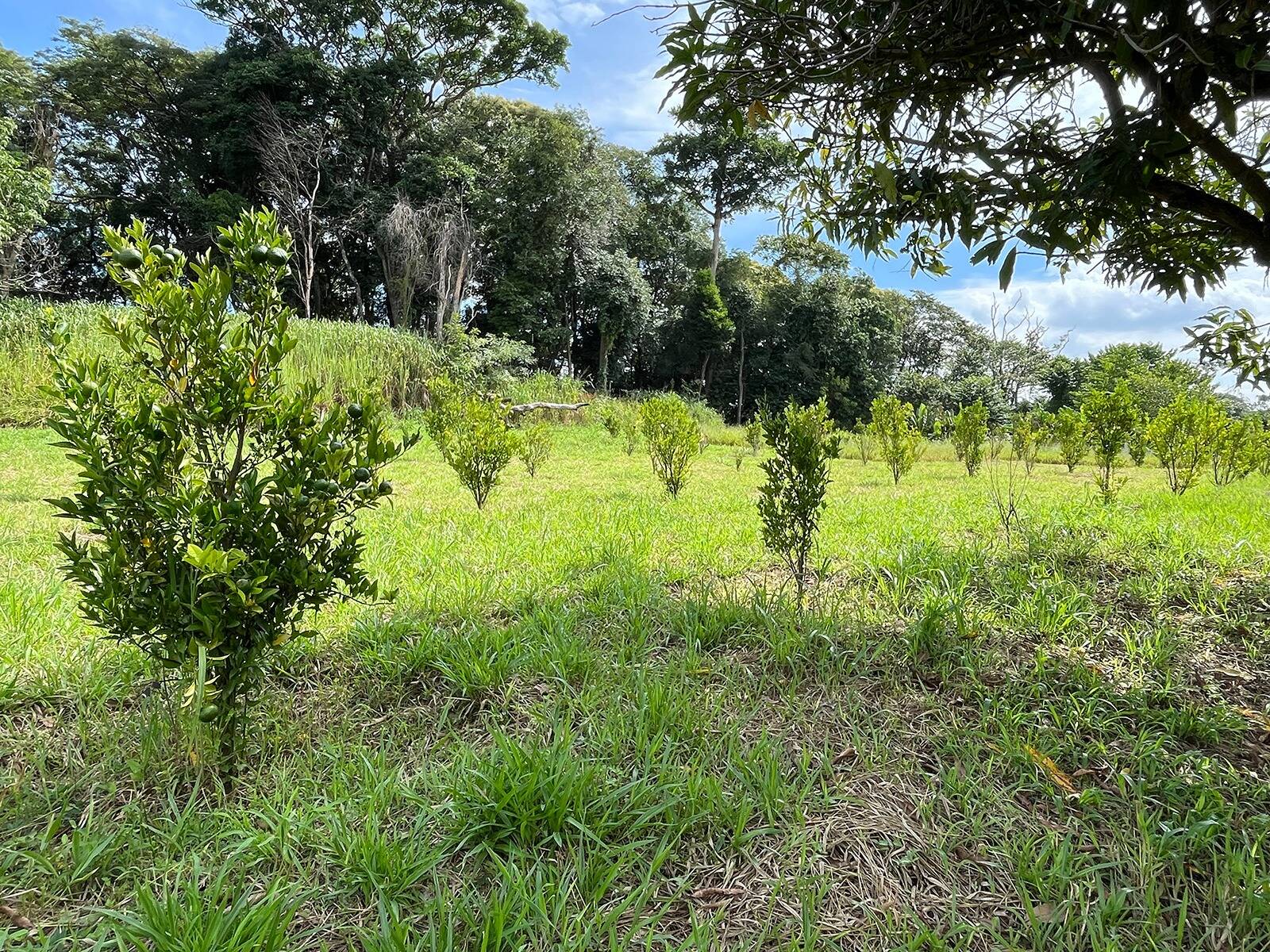 Fazenda à venda com 3 quartos, 48000m² - Foto 21