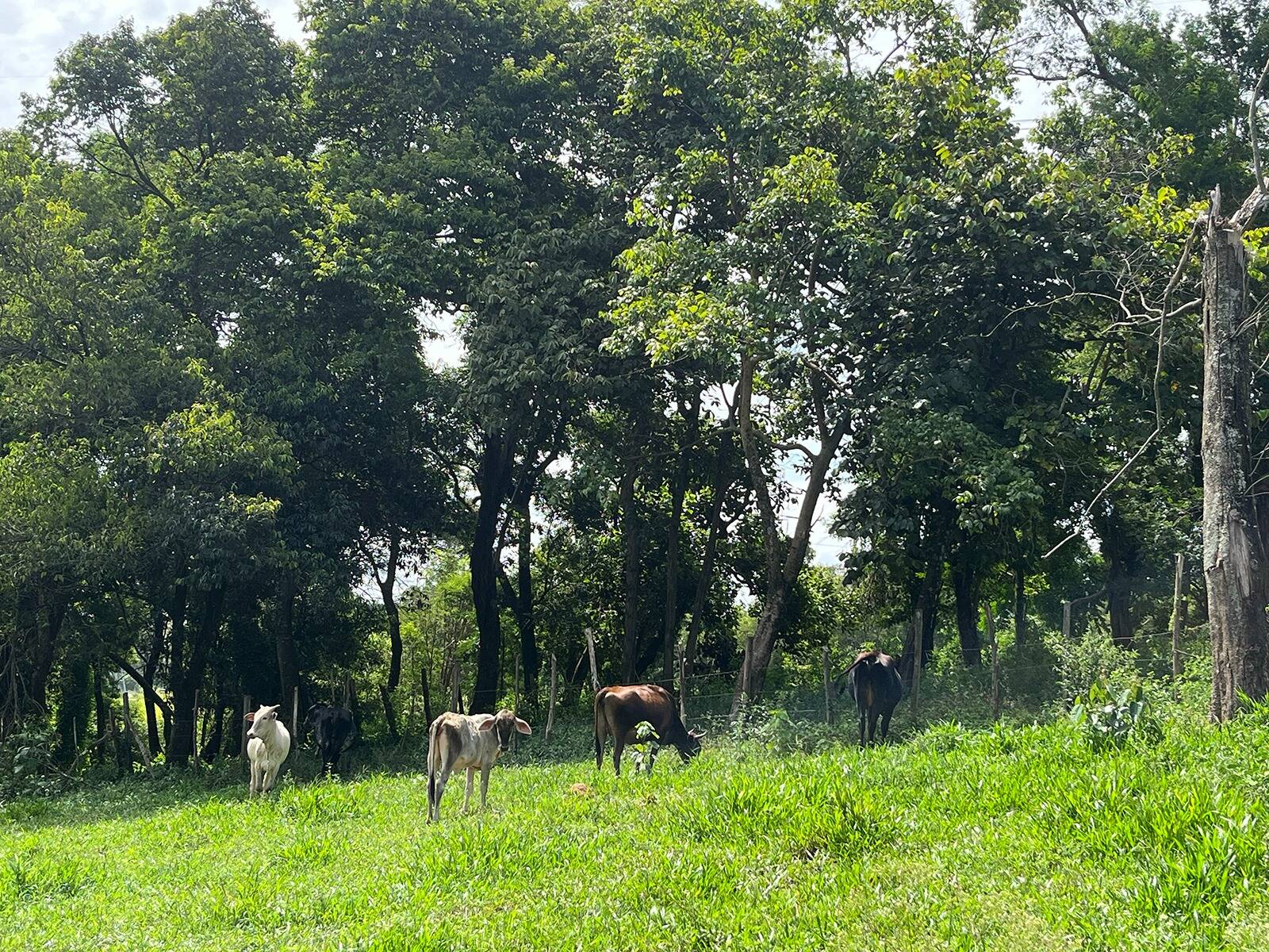 Fazenda à venda com 3 quartos, 48000m² - Foto 27