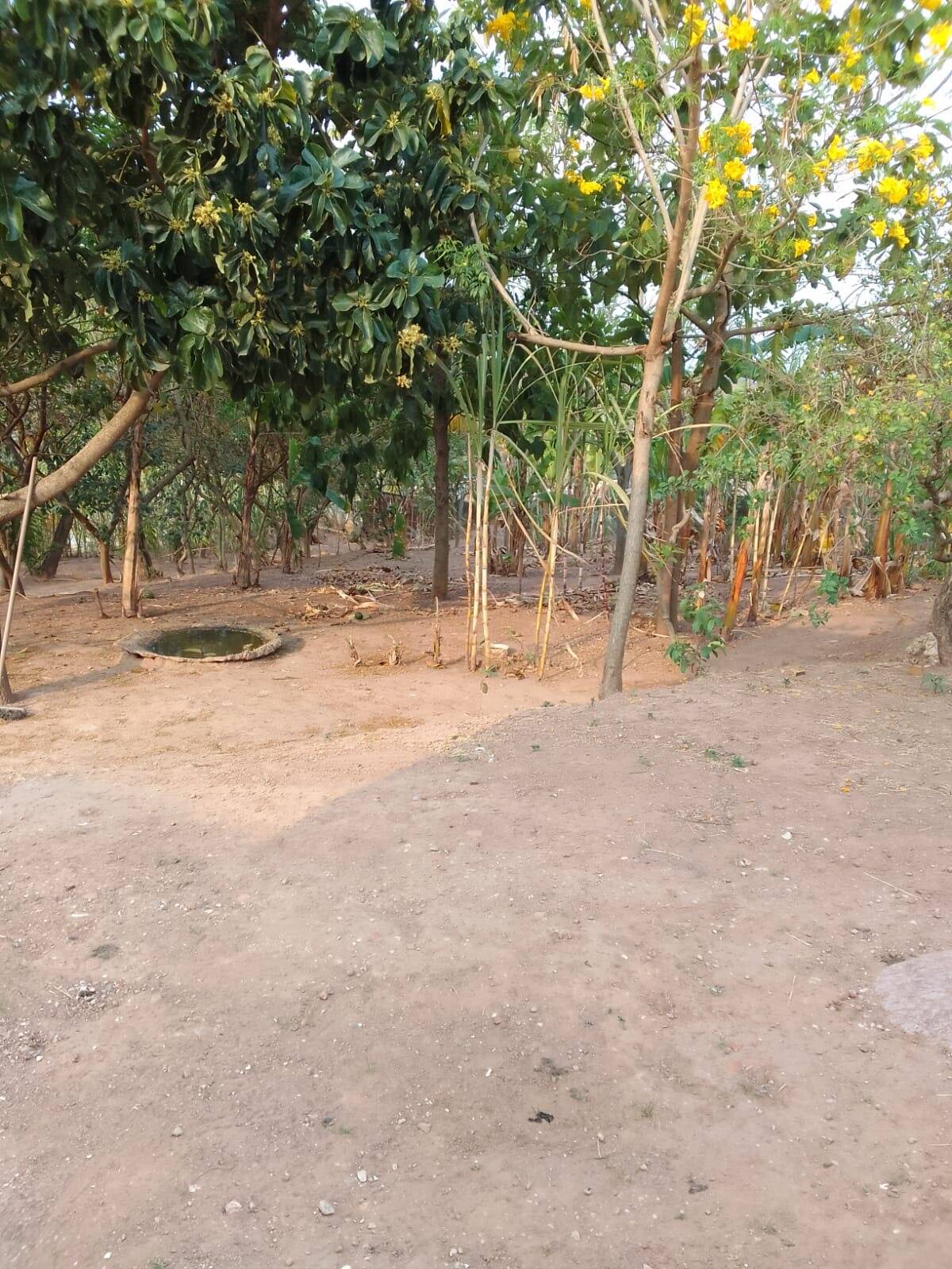 Fazenda à venda com 3 quartos, 200m² - Foto 10