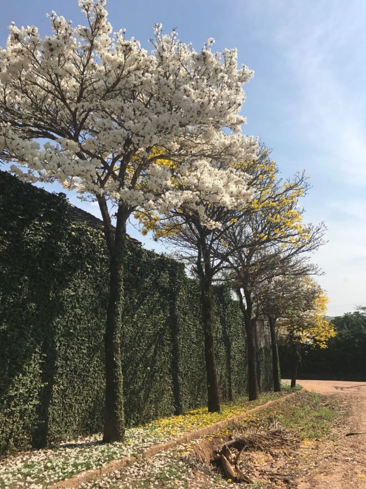 Fazenda à venda com 3 quartos, 350m² - Foto 23